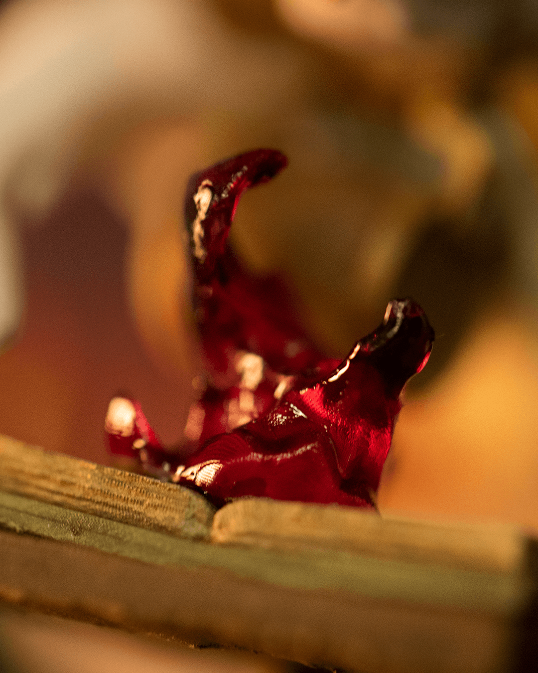 Saint Bernard, The Mage - Image 5