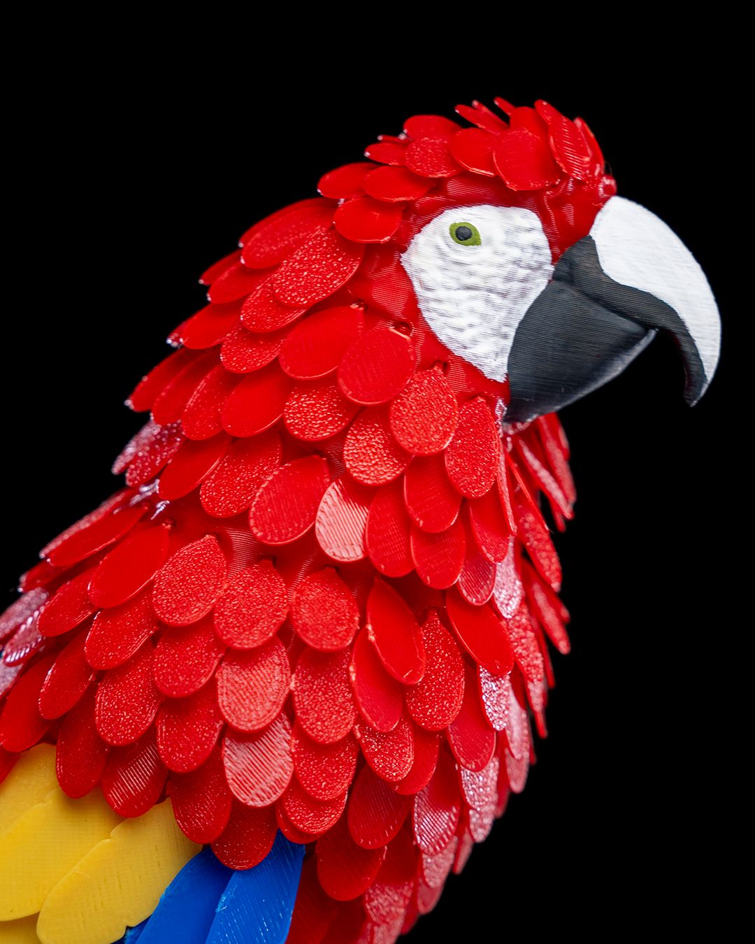 Macaw Feather Puzzle - Image 6