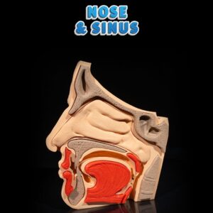 Nose and Sinus
