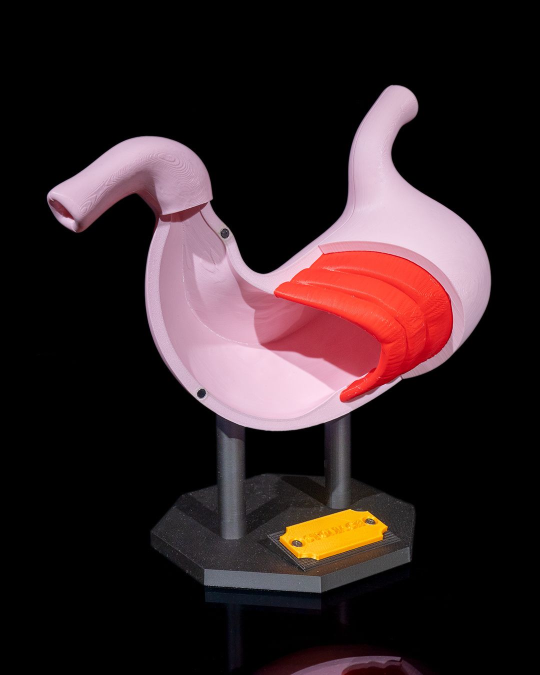 Stomach Anatomical Model - Image 6