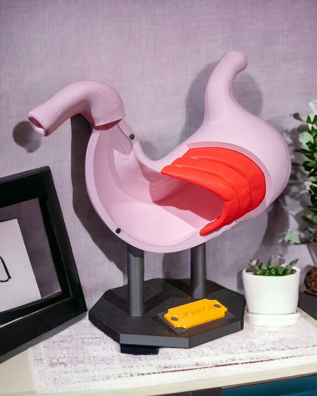 Stomach Anatomical Model - Image 4