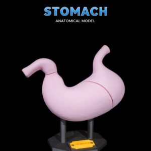 Stomach Anatomical Model