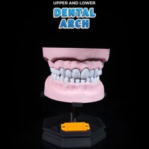 Upper and Lower Dental Arch