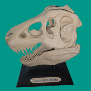 T-REX scull with base