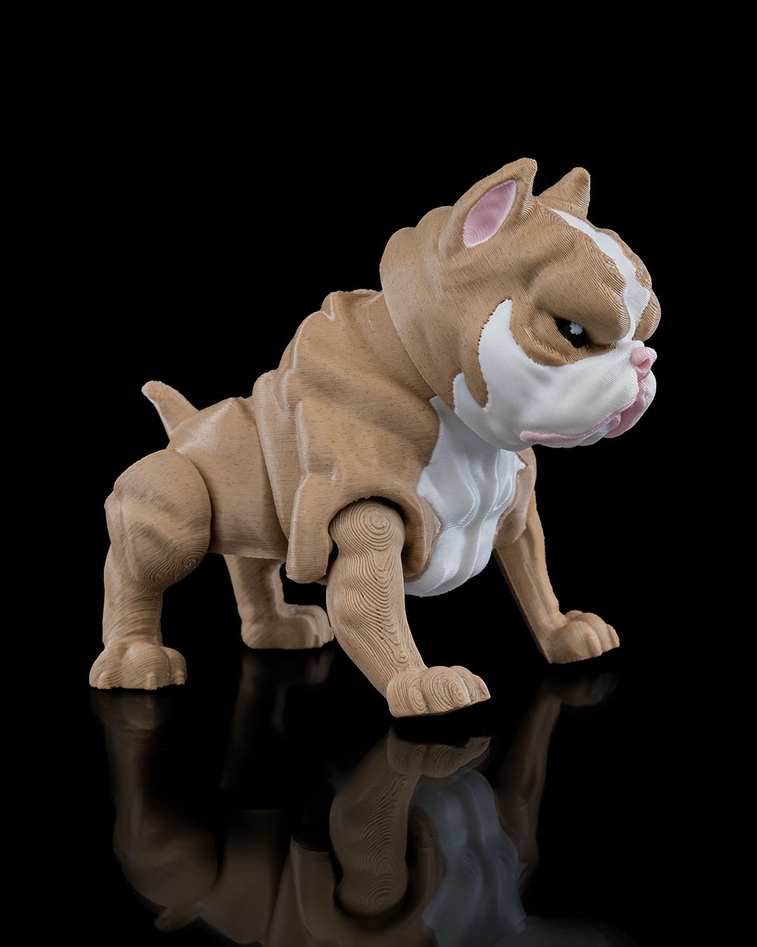 American Bully - Image 7