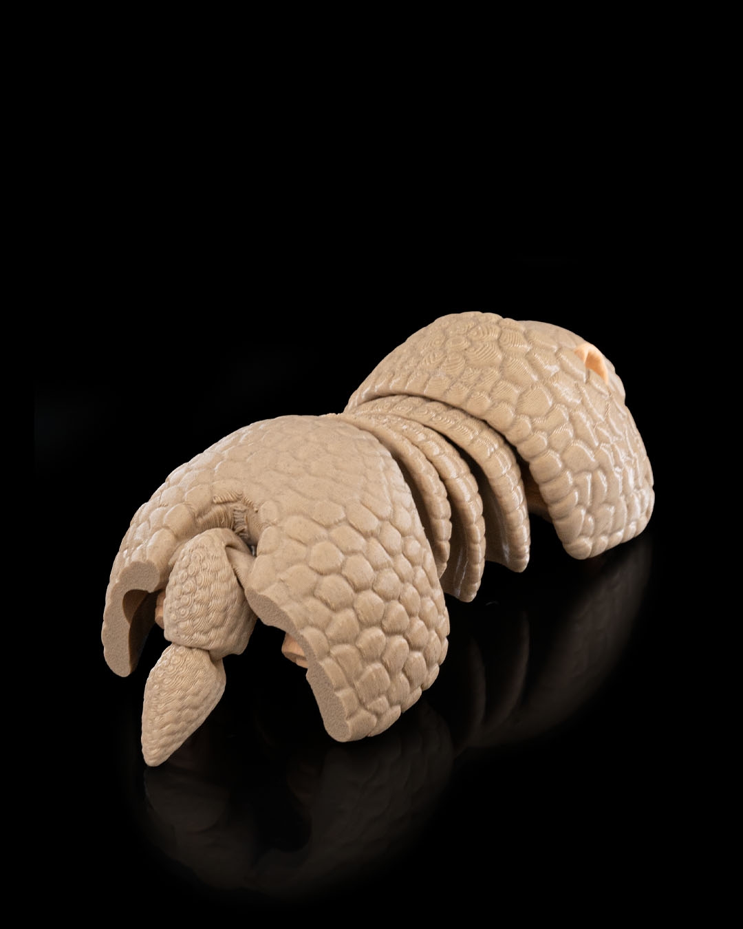 Armadillo - Image 4