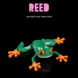 Reed, the Red Eyed Tree Frog