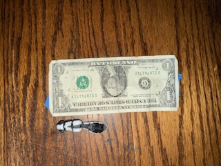 Mini Skunk - Image 3